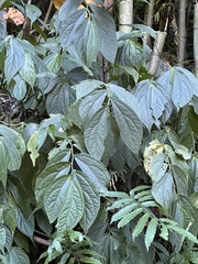 Elatostema platyphyllum (Elatostema platyphyllum)