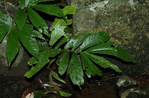 Rainforest spinach (Elatostema reticulatum)