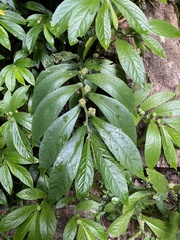 Rainforest spinach (Elatostema reticulatum)