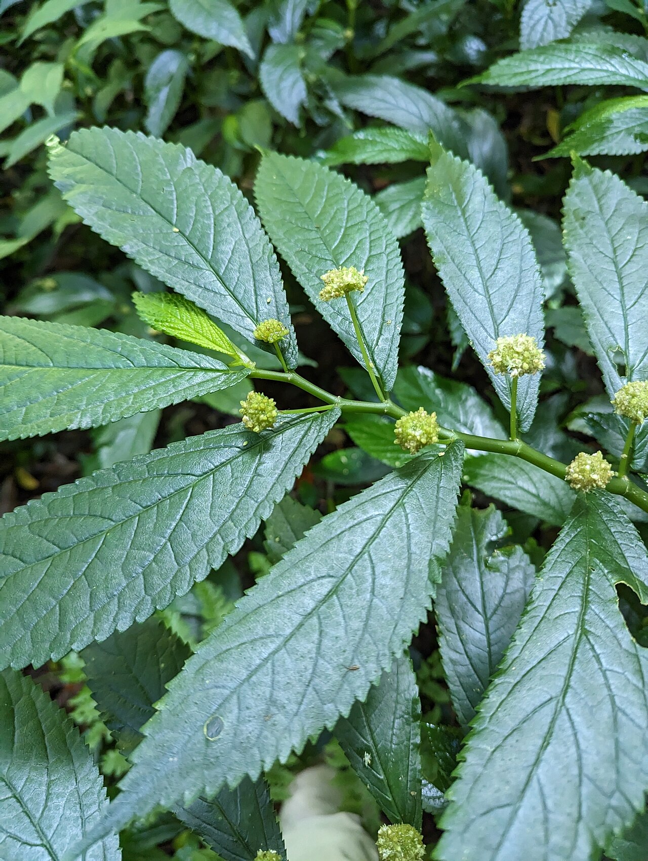 Rainforest spinach: Rainforest Spinach