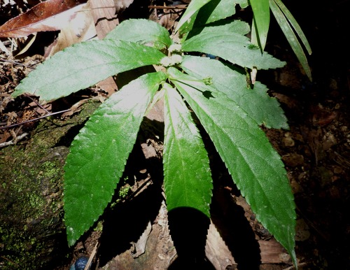 Rainforest spinach (Elatostema reticulatum)