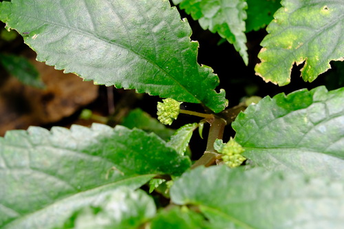 Rainforest spinach (Elatostema reticulatum)