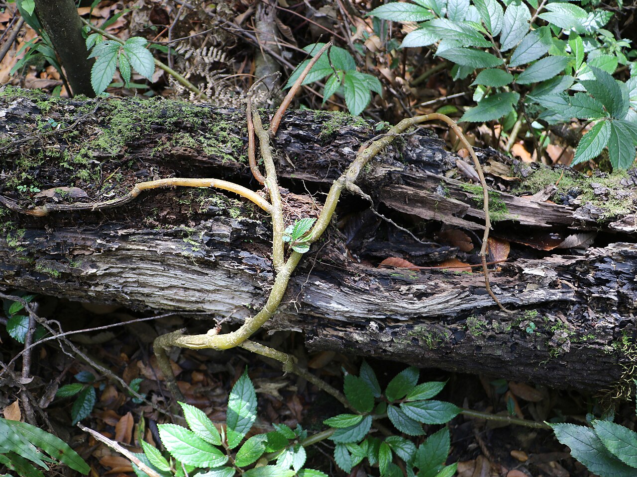 Rainforest spinach: cool temperate rainforest Gloucester Tops Rainforest Spinach
