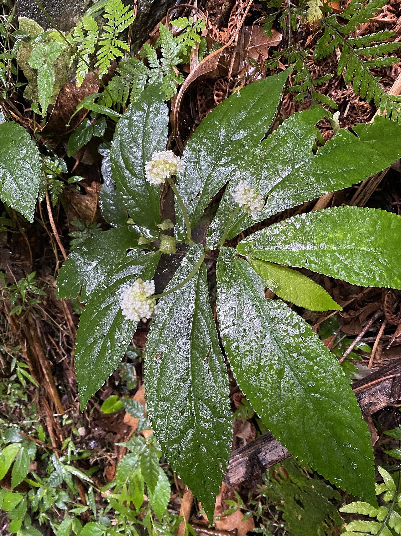 Rainforest spinach: Elatostema reticulatum foliage and flowers