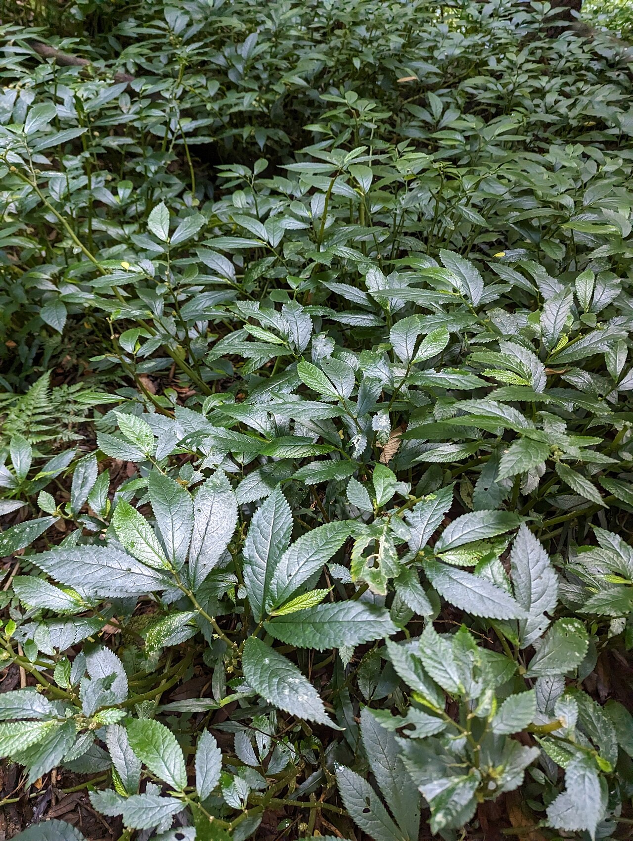 Rainforest spinach: Rainforest Spinach
