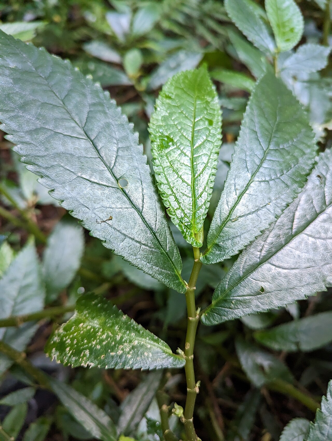Rainforest spinach: Rainforest Spinach