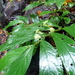 Rainforest spinach (Elatostema reticulatum)
