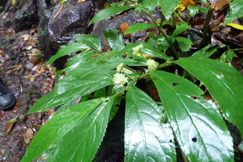 Rainforest spinach (Elatostema reticulatum)