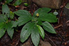 Rainforest spinach (Elatostema reticulatum)