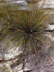 Elegia asperiflora (Elegia asperiflora)