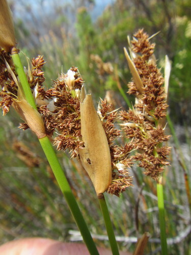 Elegia asperiflora (Elegia asperiflora)
