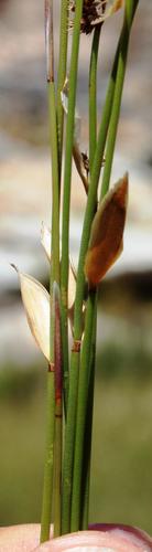 Elegia asperiflora (Elegia asperiflora)