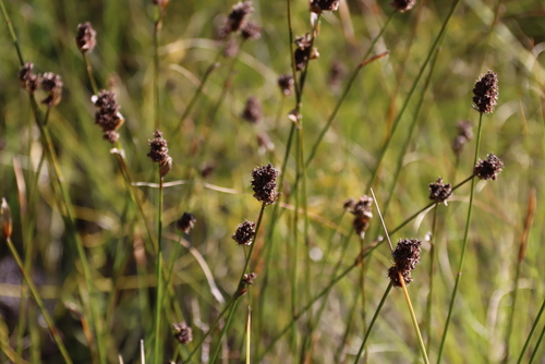 Elegia asperiflora (Elegia asperiflora)