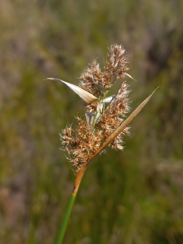 Elegia asperiflora (Elegia asperiflora)