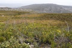 Elegia asperiflora (Elegia asperiflora)
