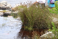 Elegia asperiflora (Elegia asperiflora)