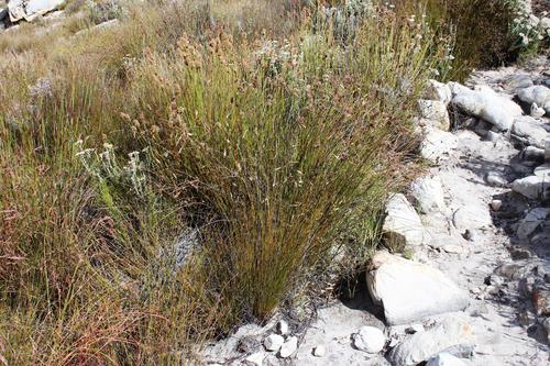 Elegia asperiflora (Elegia asperiflora)
