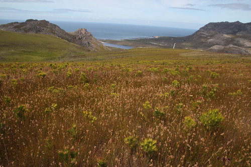 Elegia asperiflora (Elegia asperiflora)