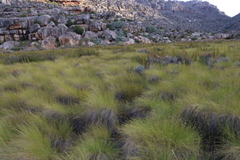Elegia asperiflora (Elegia asperiflora)