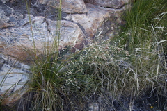 Elegia asperiflora (Elegia asperiflora)