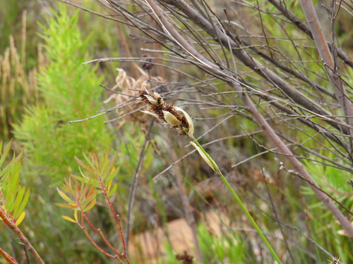 Elegia asperiflora (Elegia asperiflora)