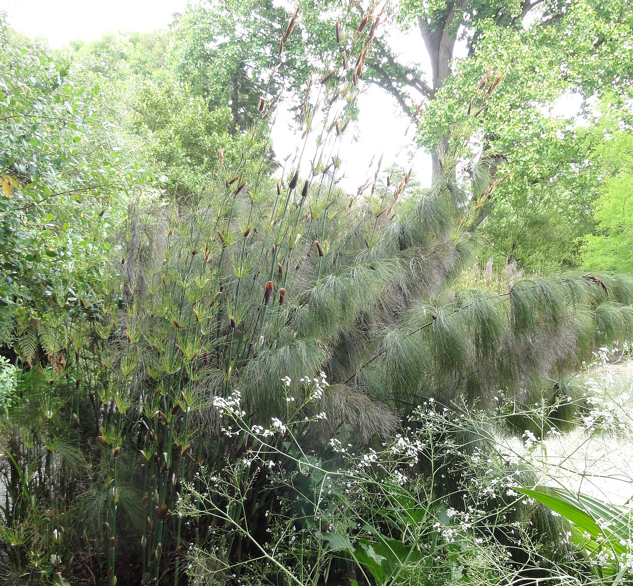 Elegia capensis: Elegia capensis, Christchurch Botanical Gardens