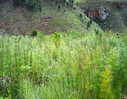 Elegia capensis: Marsh covered in Elegia capensis at Greyton, South Africa