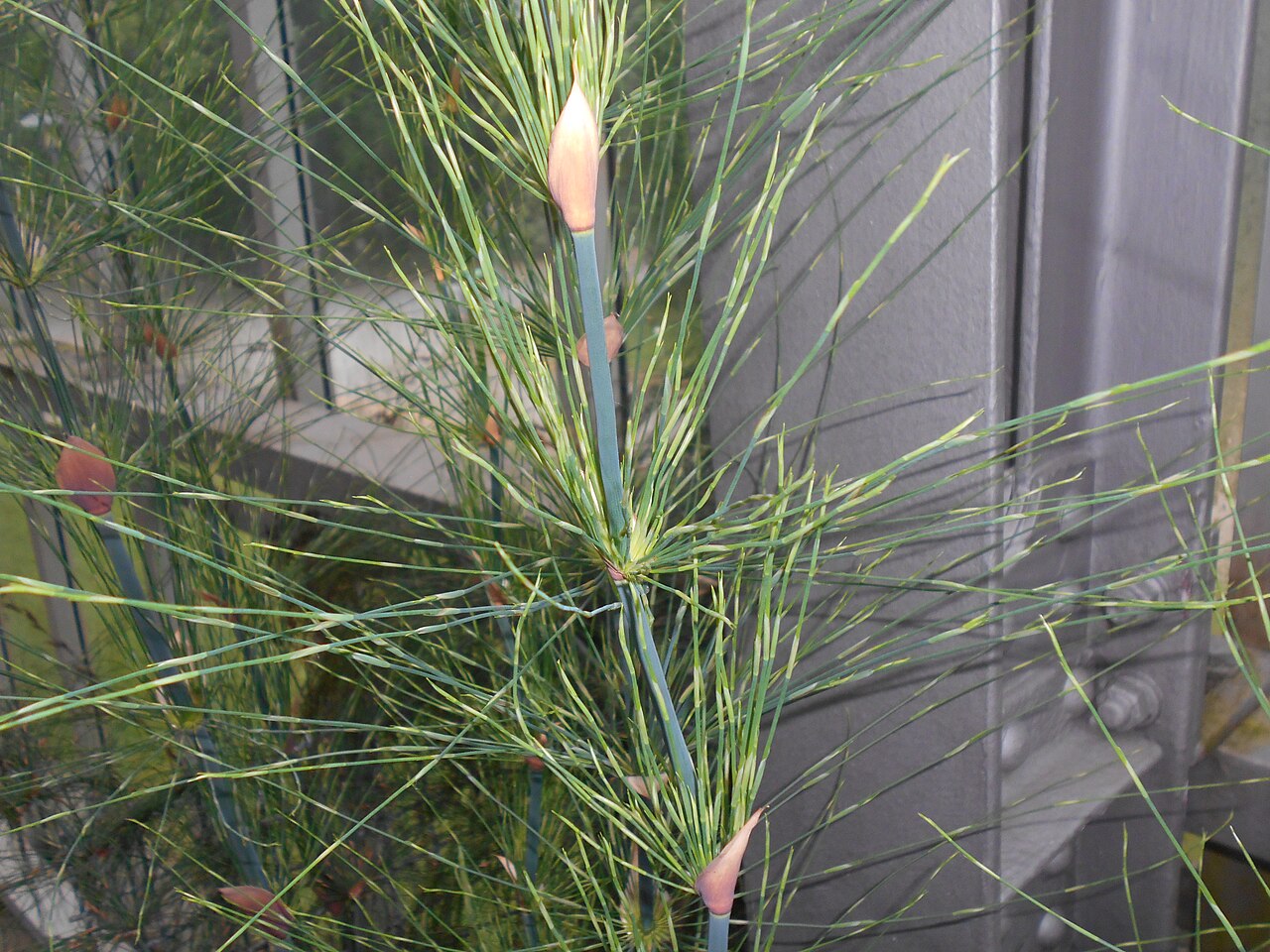 Elegia capensis: Elegia capensis , Botanischer Garten Berlin.