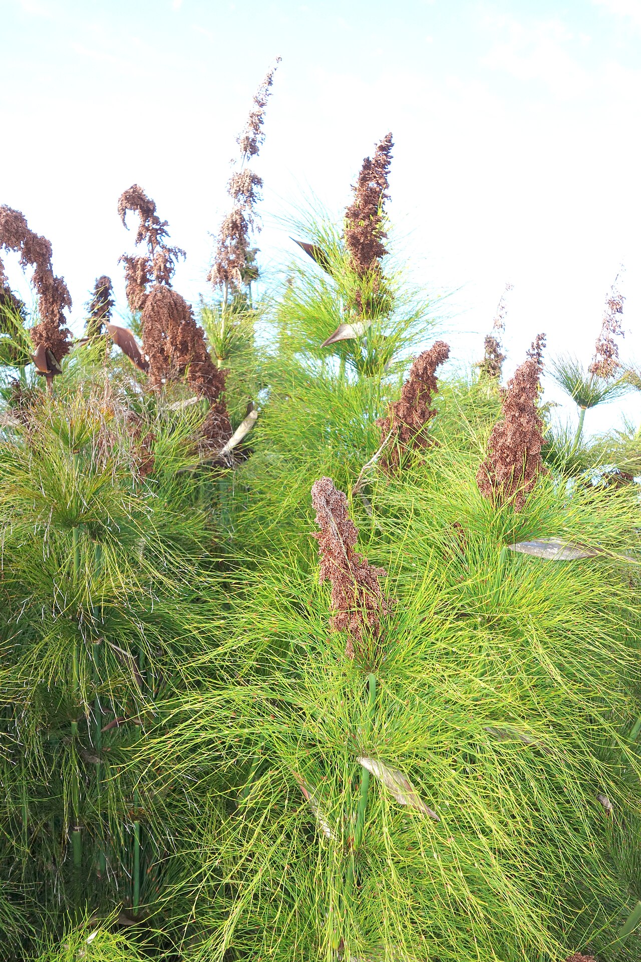 Elegia capensis: Botanical specimen in the Mendocino Coast Botanical Gardens, 18220 N Hwy 1, Fort Bragg, California, USA.