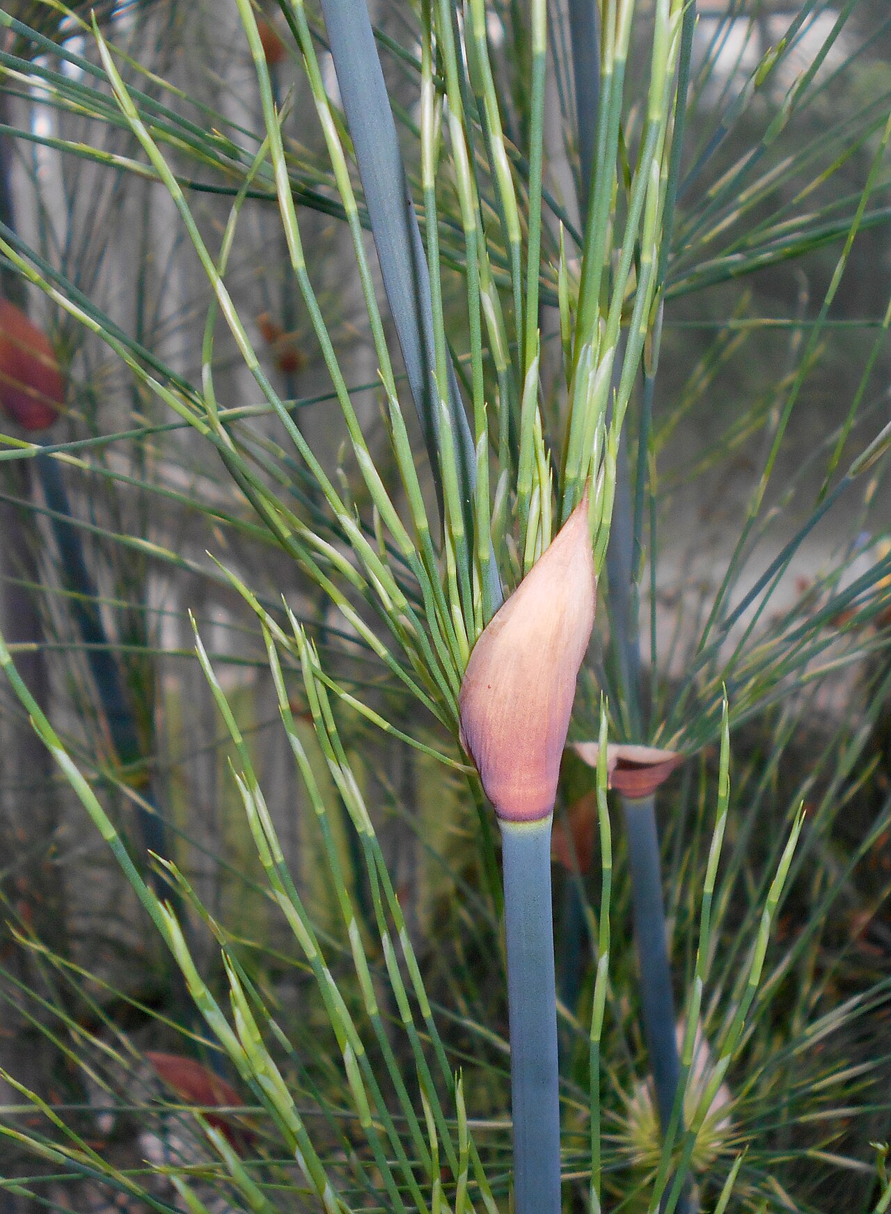 Elegia capensis: Elegia capensis , Botanischer Garten Berlin.