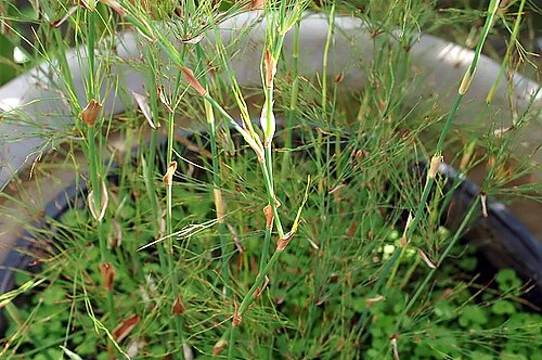 Elegia capensis: Location taken: the New York Botanical Garden. Names: Elegia capensis (Burm.f.) Schelpe, Broom Reed, Horsetail Resti Classification: Plantae > Magnoliophyta > L