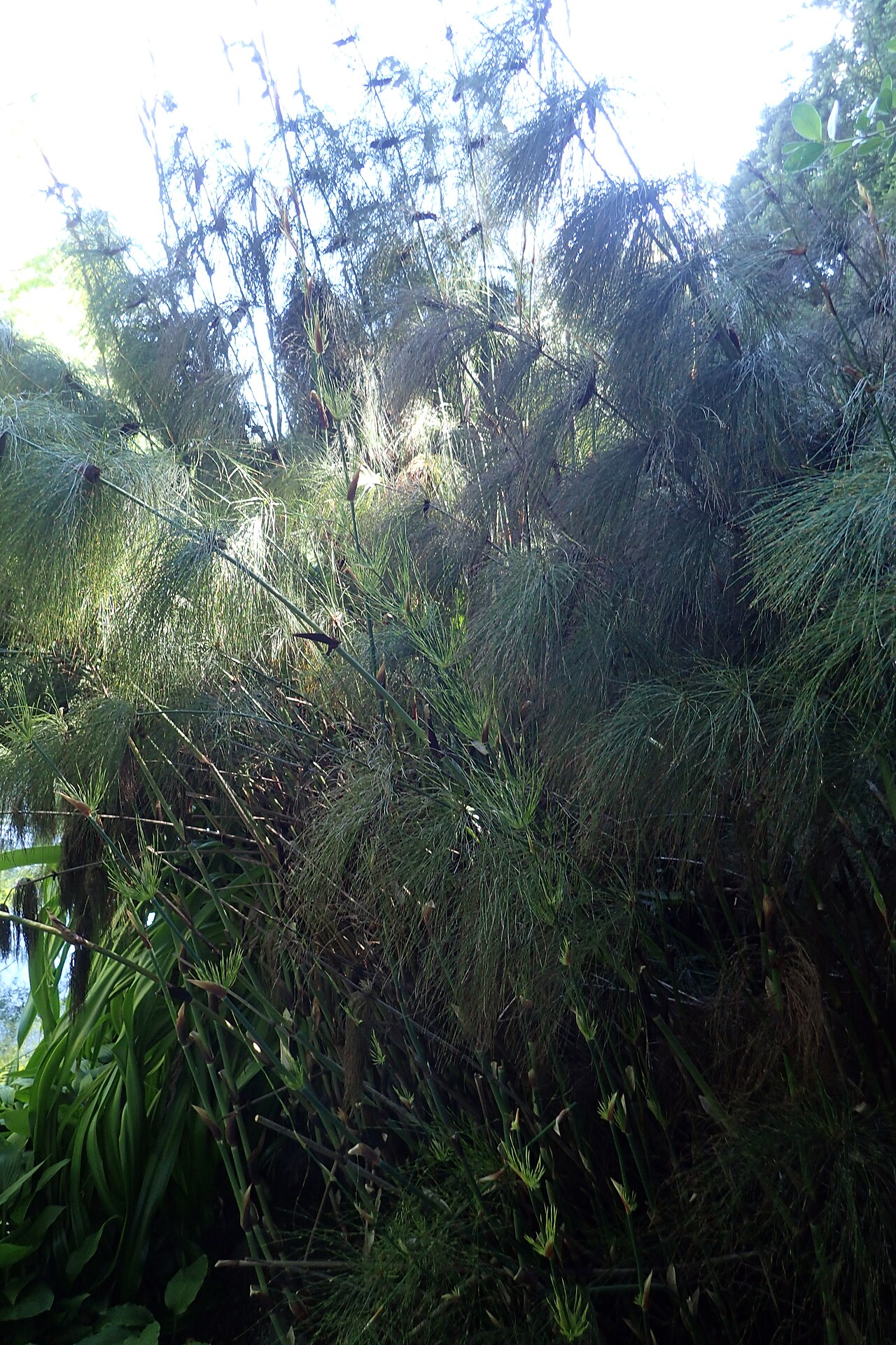Elegia capensis: Elegia capensis in Christchurch Botanic Gardens