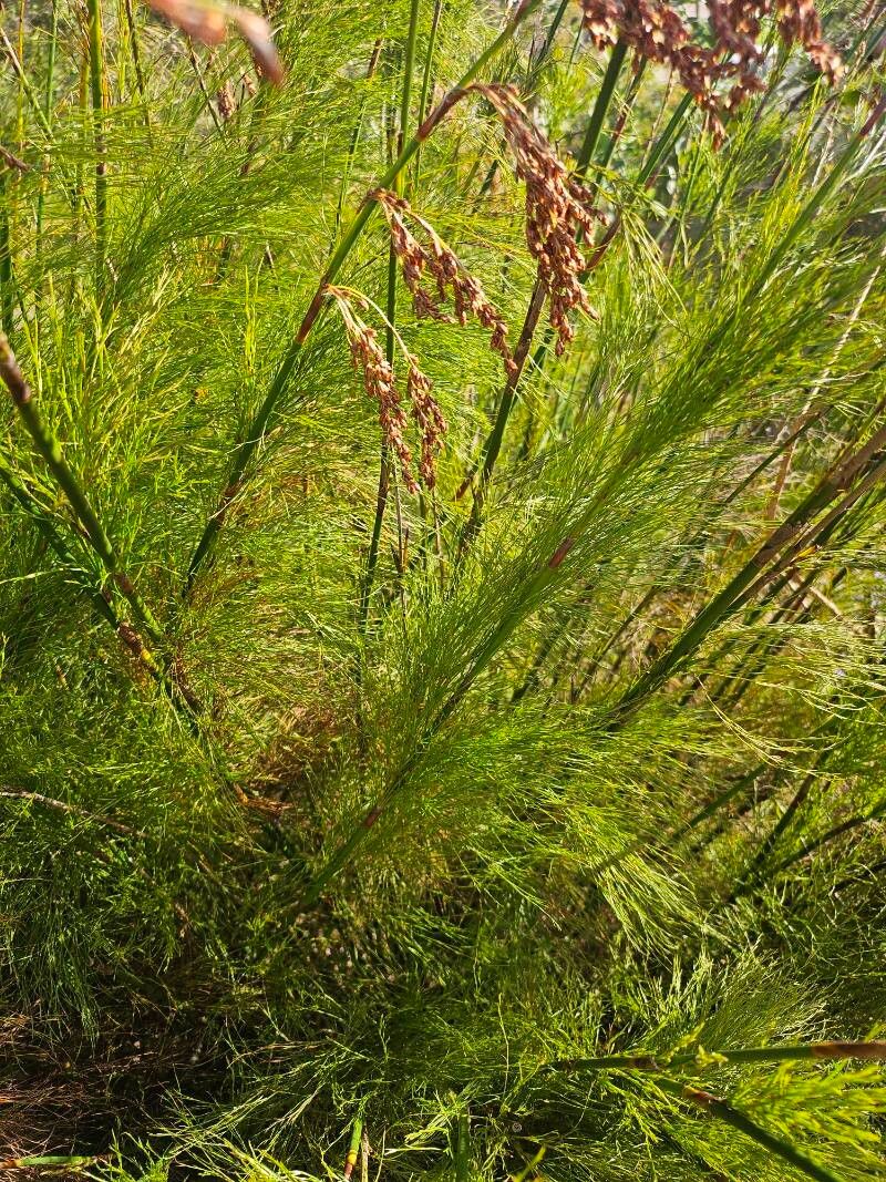 Elegia capensis (Elegia capensis)