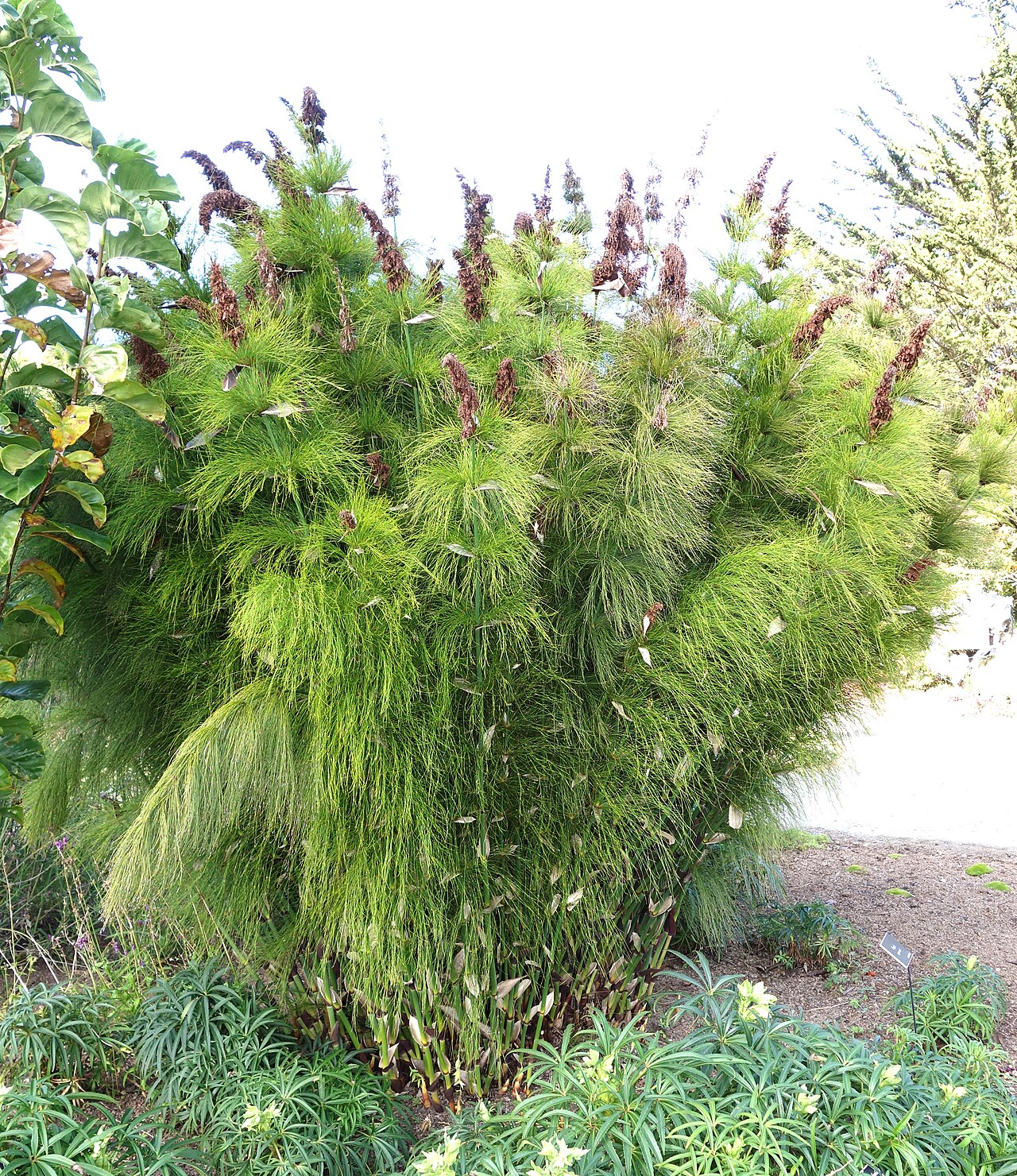 Elegia capensis: Botanical specimen in the Mendocino Coast Botanical Gardens, 18220 N Hwy 1, Fort Bragg, California, USA.