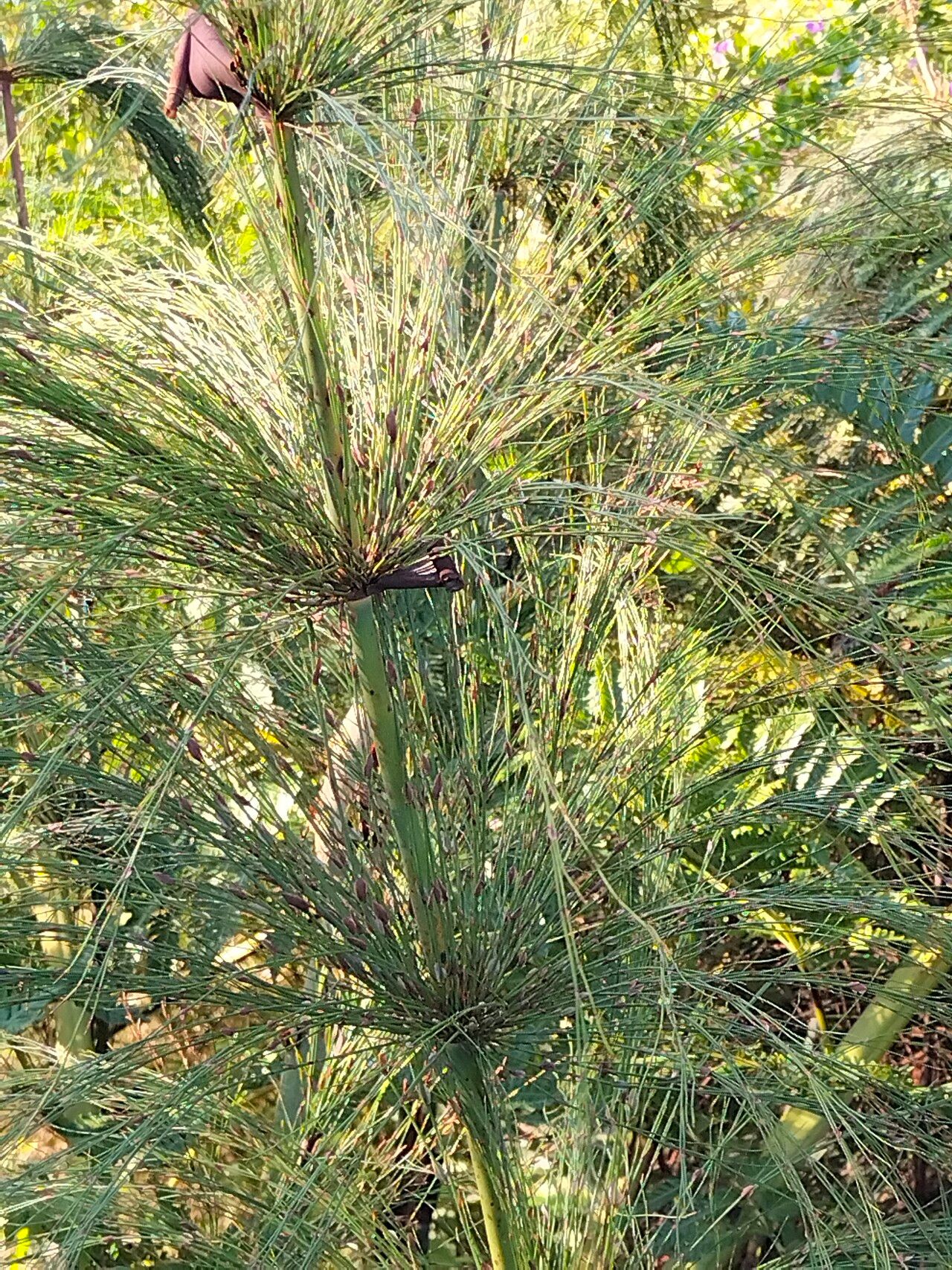 Elegia capensis (Elegia capensis)