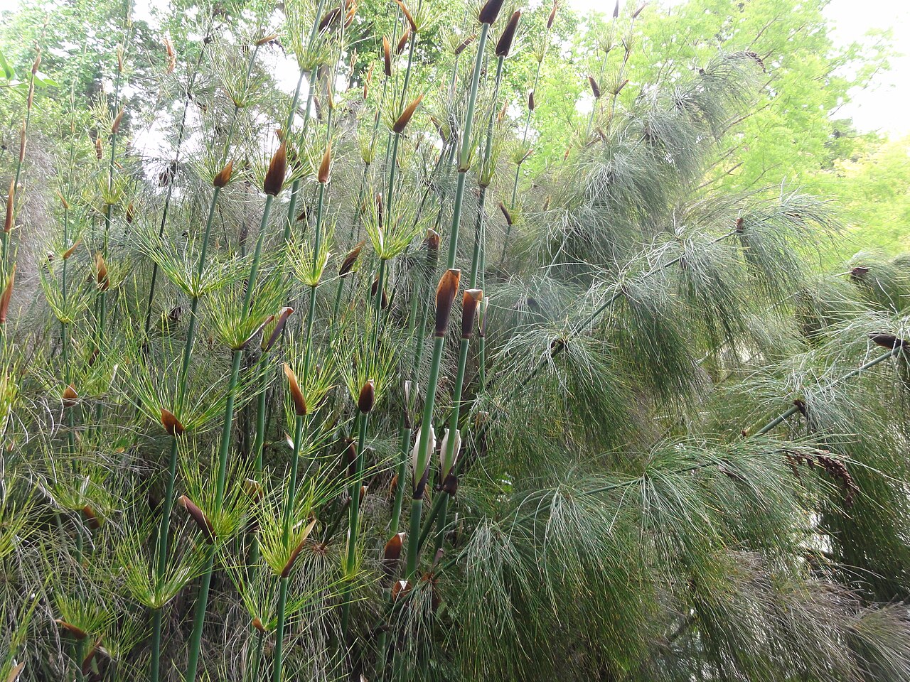 Elegia capensis: Elegia capensis