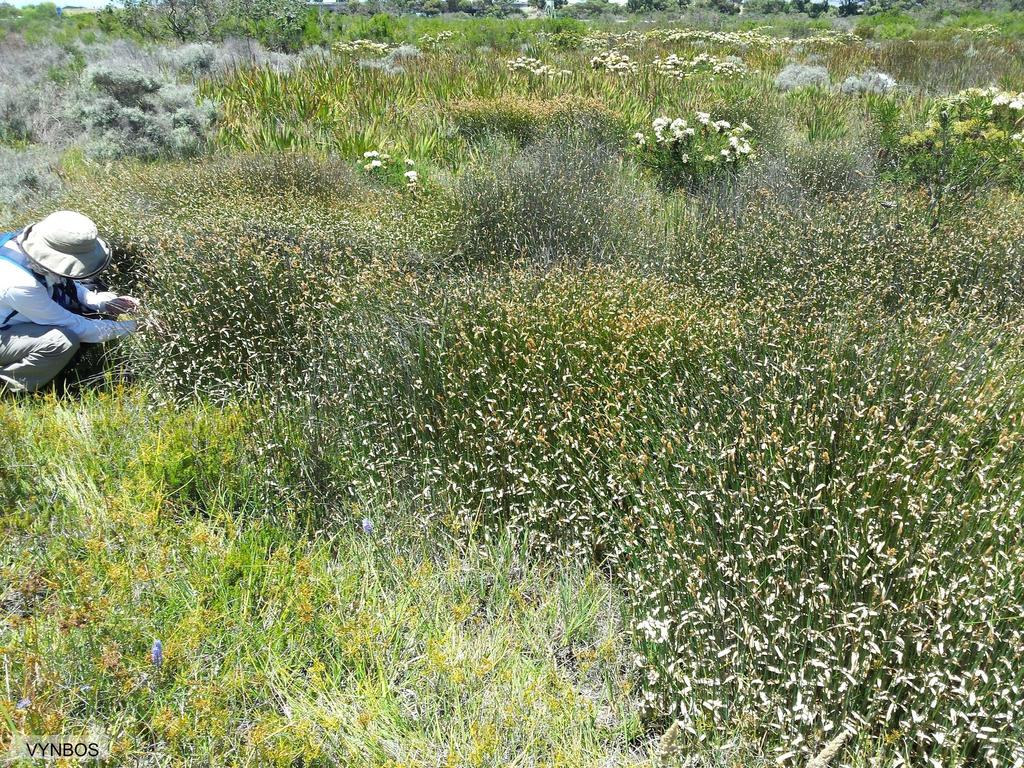 Elegia coleura (Elegia coleura)