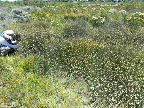Elegia coleura (Elegia coleura)