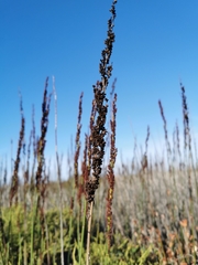 Elegia elephantina (Elegia elephantina)