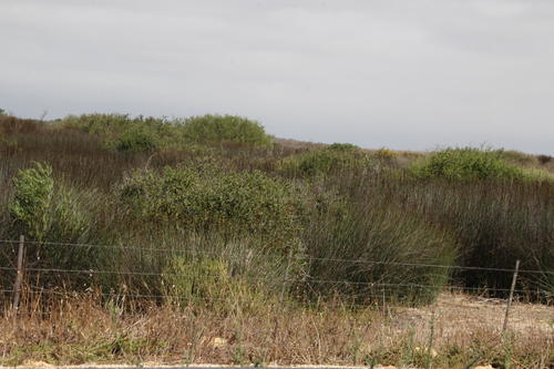 Elegia elephantina (Elegia elephantina)