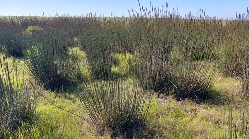Elegia elephantina (Elegia elephantina)