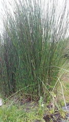 Elegia elephantina (Elegia elephantina)