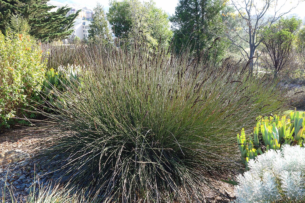 Elegia elephantina: Botanical specimen in Leaning Pine Arboretum, California Polytechnic State University, San Luis Obispo, California, USA.