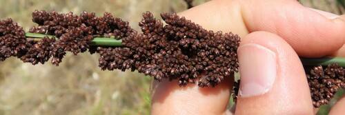 Elegia elephantina (Elegia elephantina)