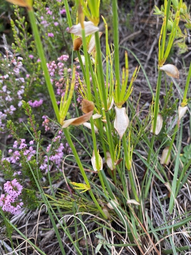 Elegia equisetacea (Elegia equisetacea)