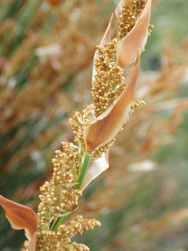Elegia equisetacea (Elegia equisetacea)