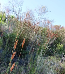 Elegia equisetacea (Elegia equisetacea)