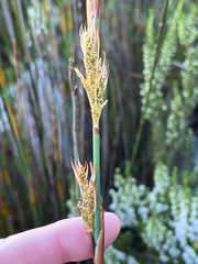 Elegia equisetacea (Elegia equisetacea)