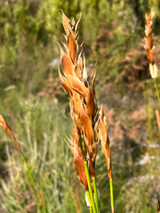 Elegia equisetacea (Elegia equisetacea)