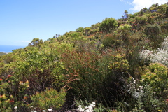 Elegia equisetacea (Elegia equisetacea)
